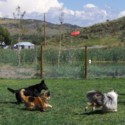 Image of Dogs Chasing The Frisbee