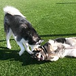 Image of Husky and Aussie playing