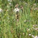 Image of Max In The Flowers