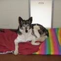Image of Mica In His Kennel