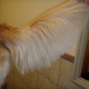 Tail After Trim